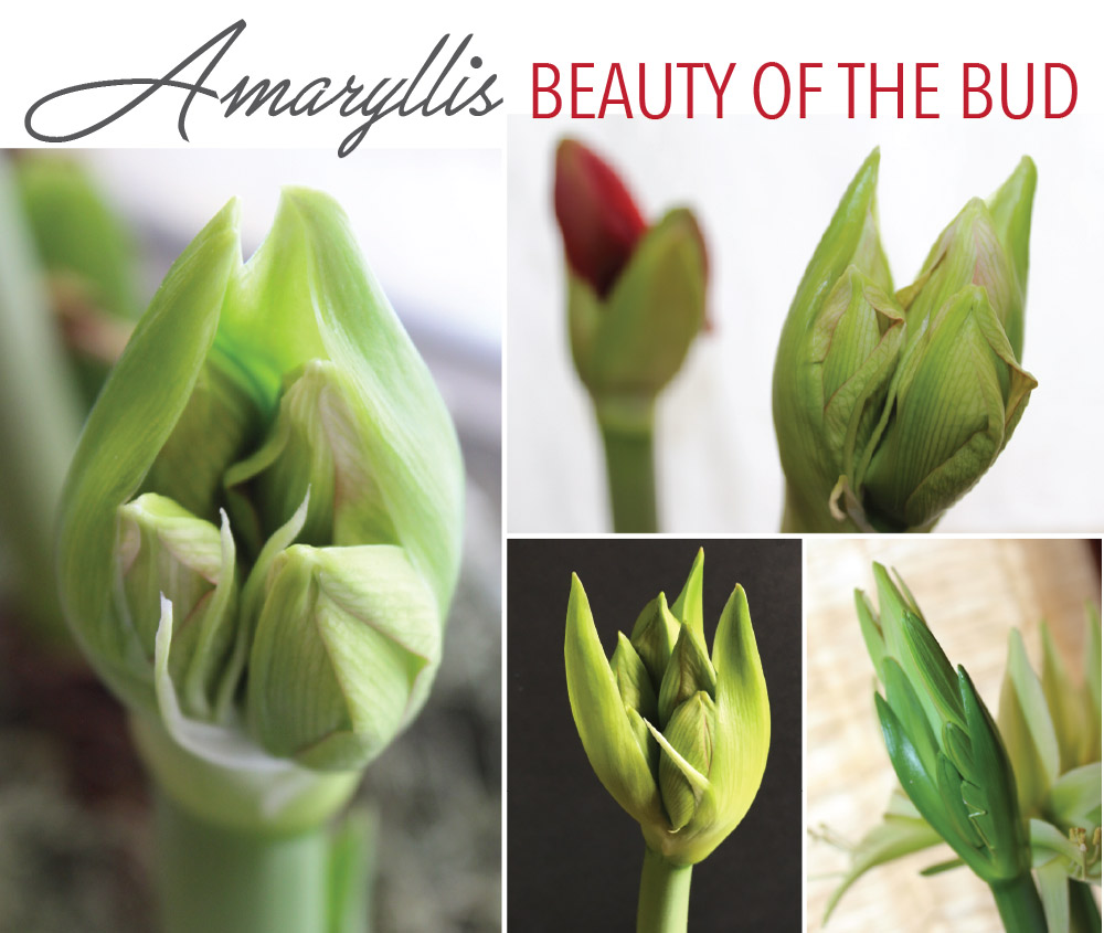 Amaryllis: The Beauty of the Bud - Longfield Gardens