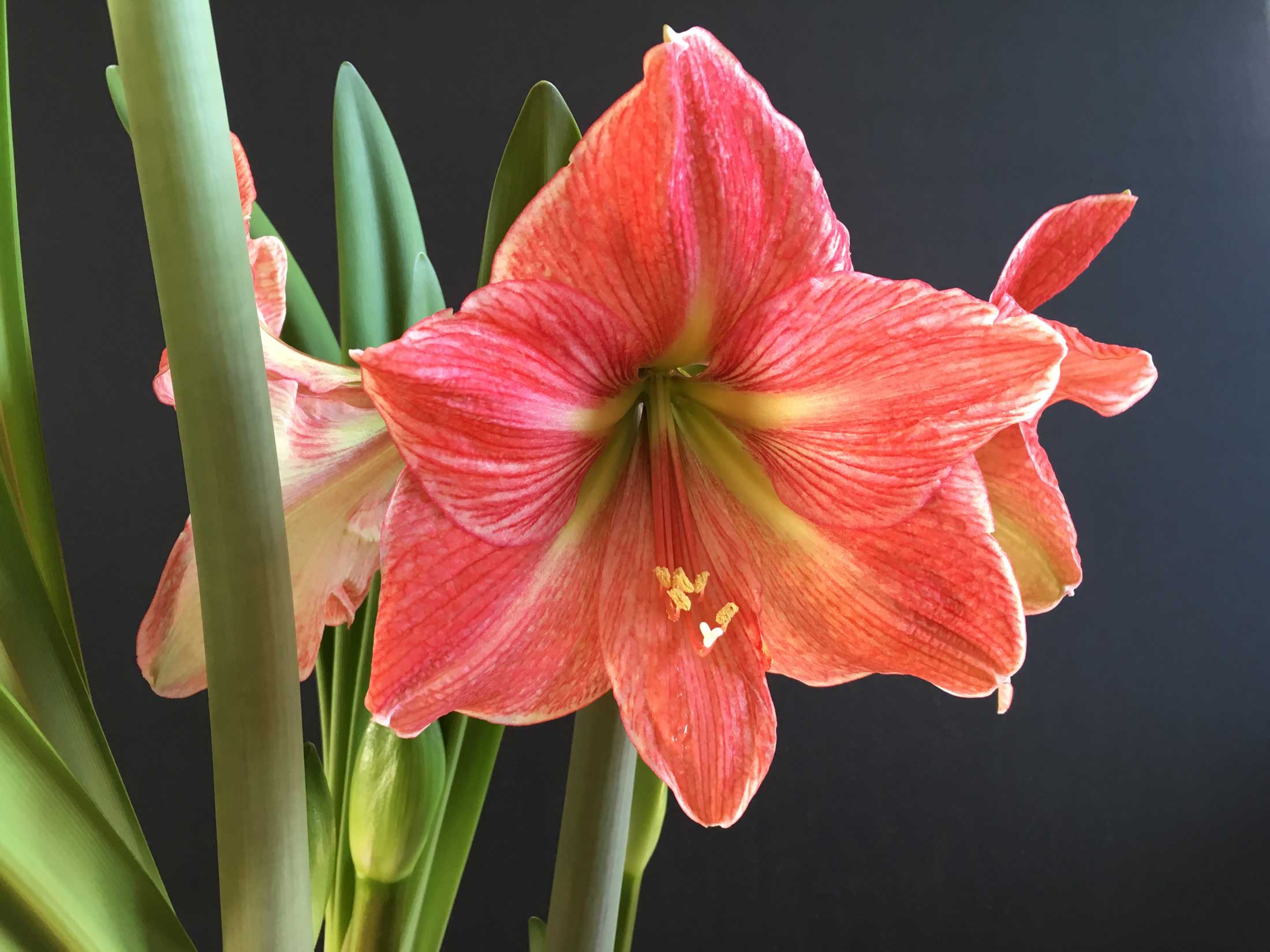 How to Know When Amaryllis Bulbs Will Flower - Longfield Gardens