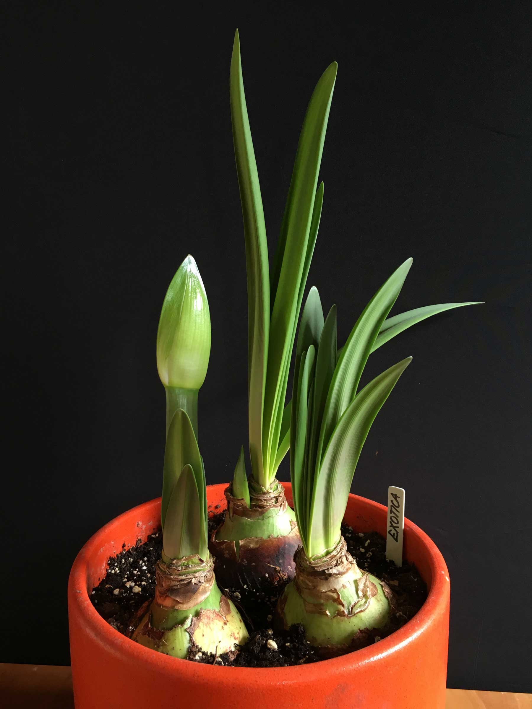 How to Know When Amaryllis Bulbs Will Flower - Longfield Gardens