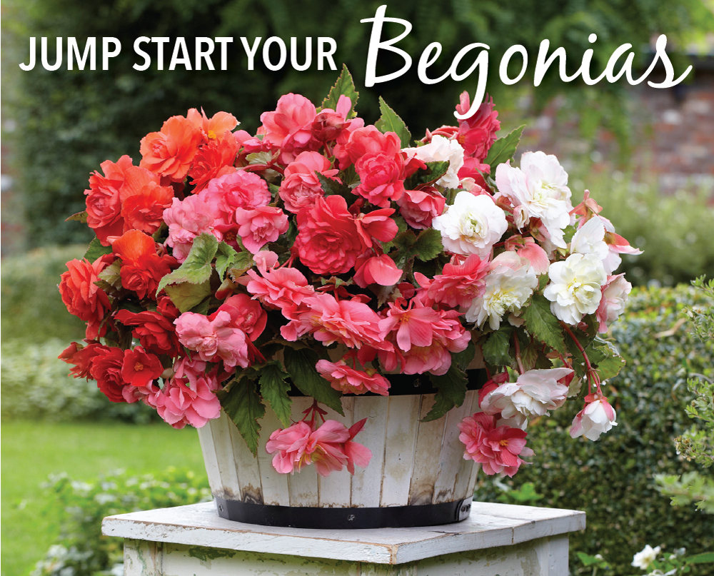 Time to Jump Start Your Tuberous Begonias - Longfield Gardens