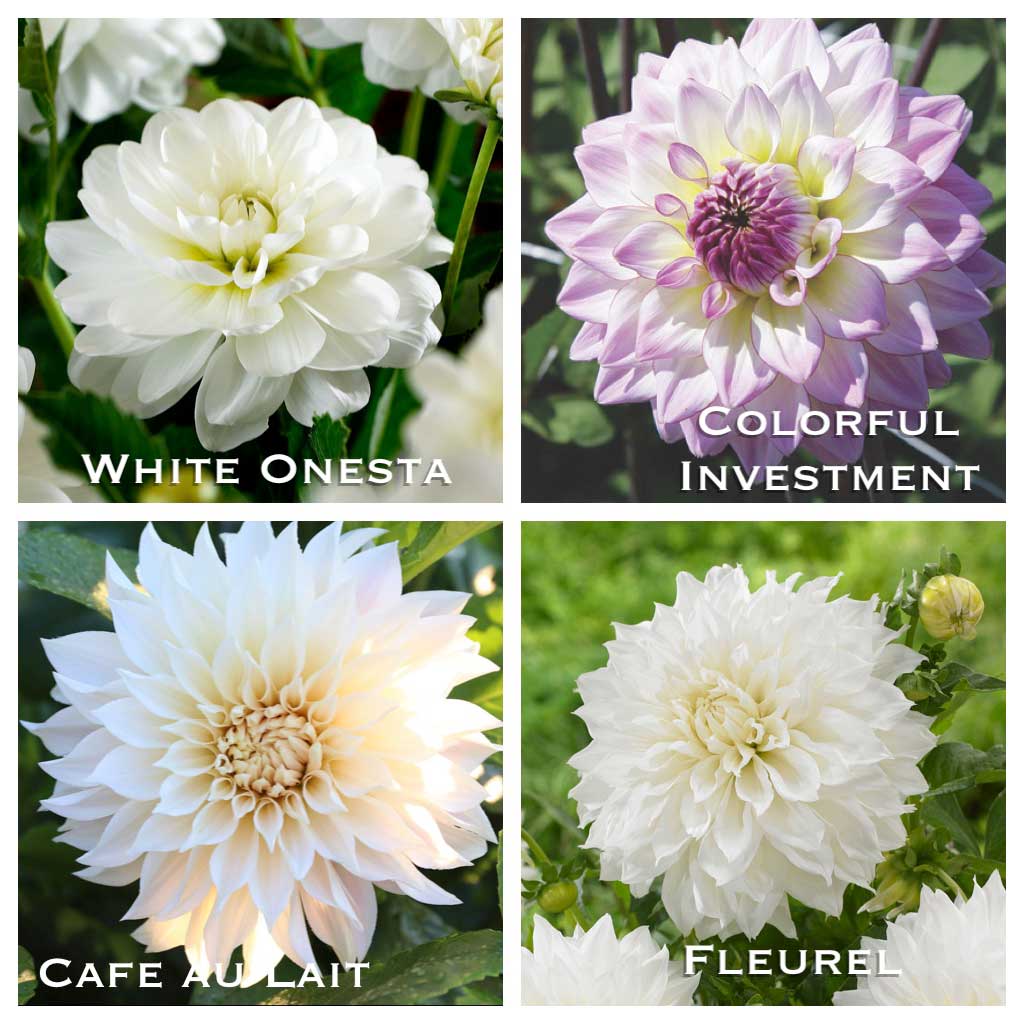 New Dahlias and a Peek at This Year's Cutting Garden- Longfield Gardens