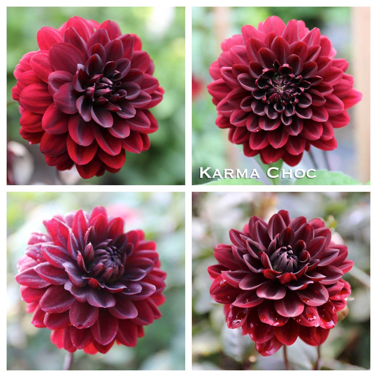 New Dahlias and a Peek at This Year's Cutting Garden- Longfield Gardens