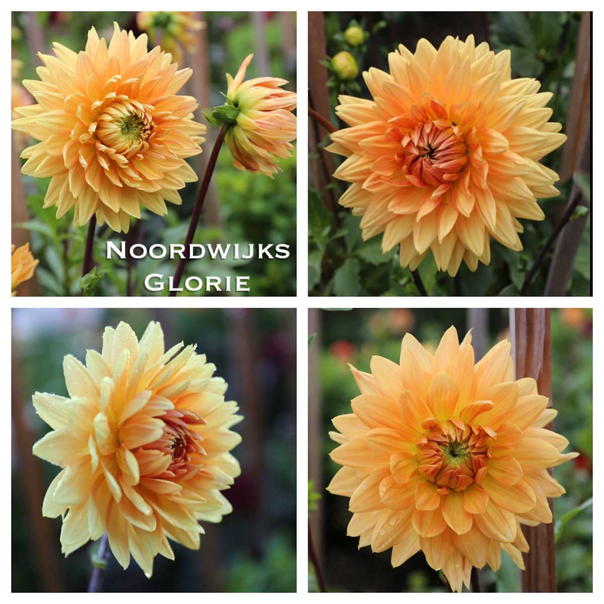New Dahlias and a Peek at This Year's Cutting Garden- Longfield Gardens