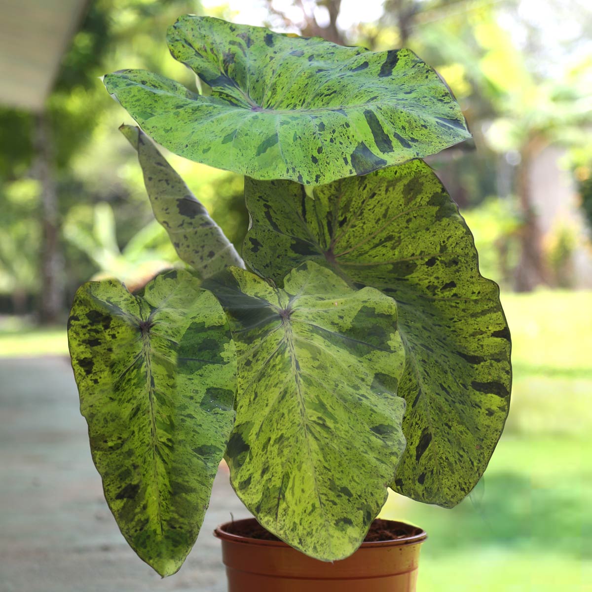 Shake Up Your Garden With Elephant Ears – Longfield-Gardens