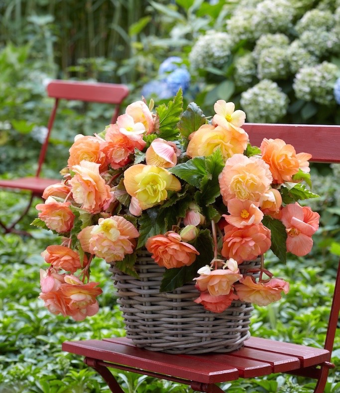 Time to Jump Start Your Tuberous Begonias - Longfield Gardens