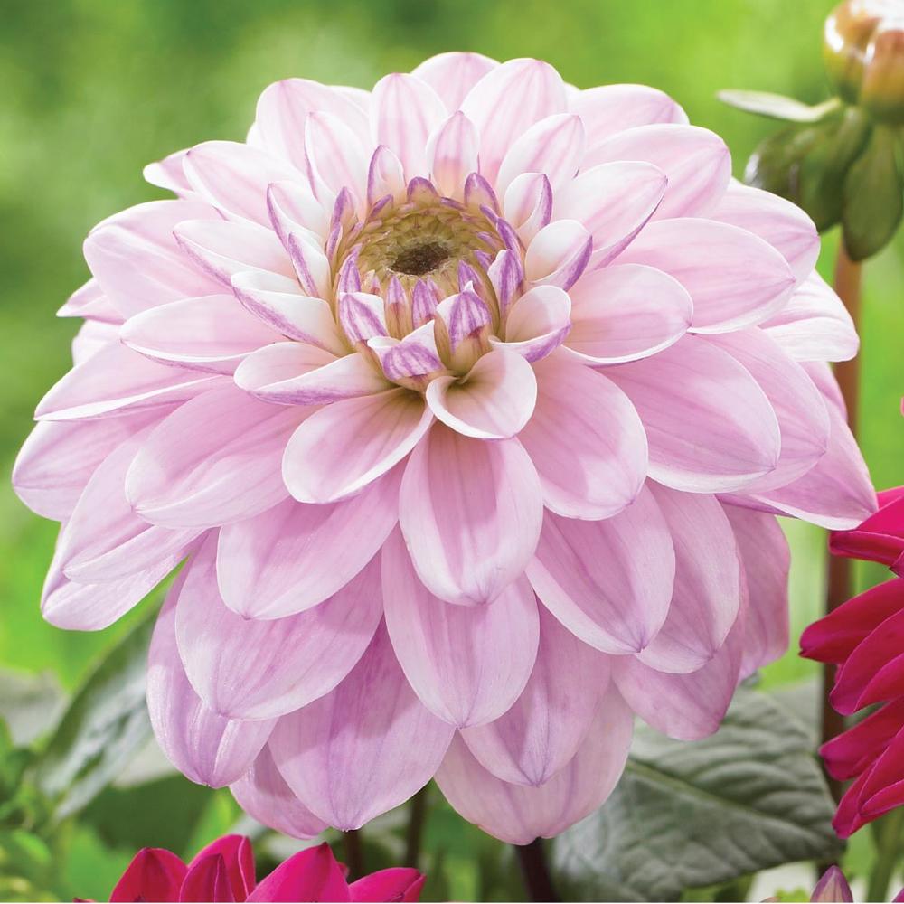 New Dahlias and a Peek at This Year's Cutting Garden- Longfield Gardens