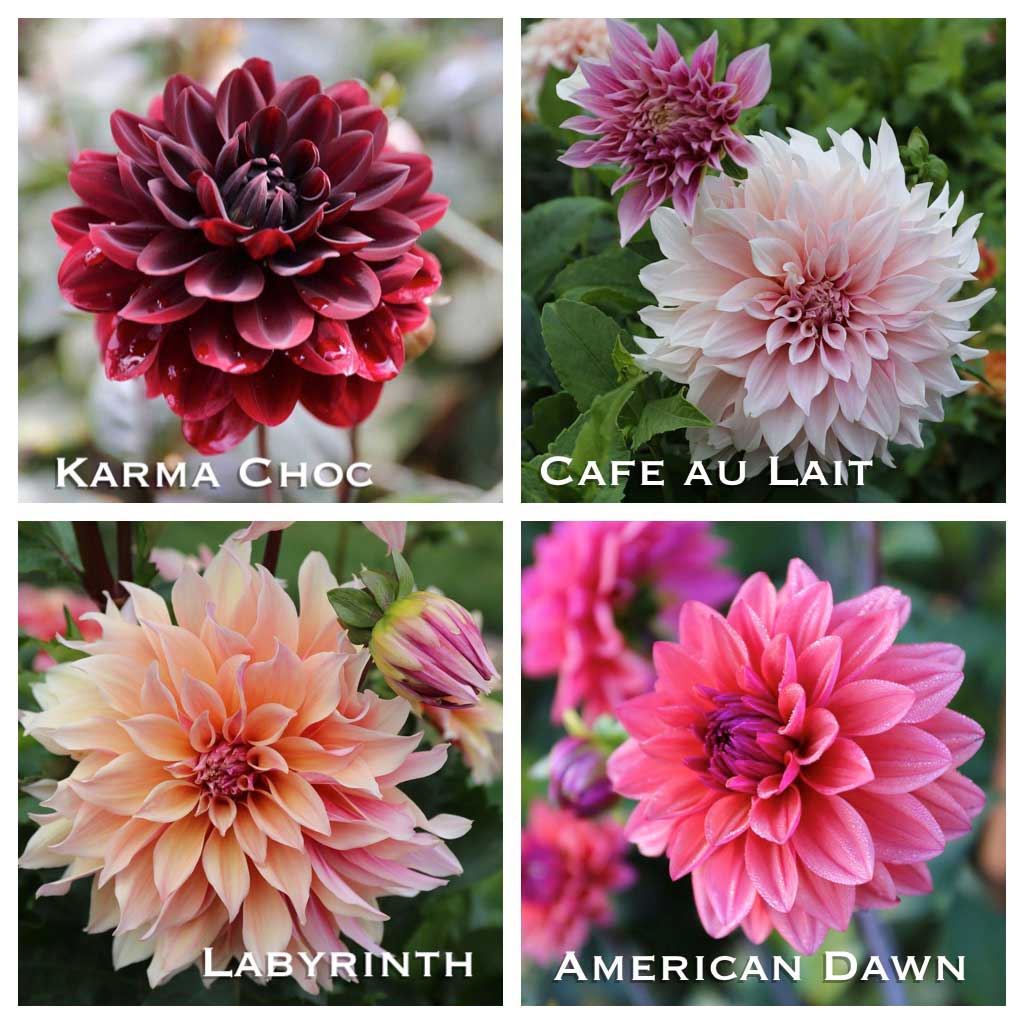 New Dahlias and a Peek at This Year's Cutting Garden- Longfield Gardens