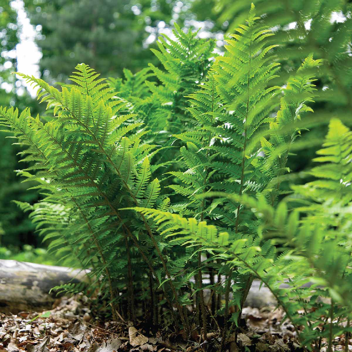 Landscaping With Ferns - Longfield Gardens