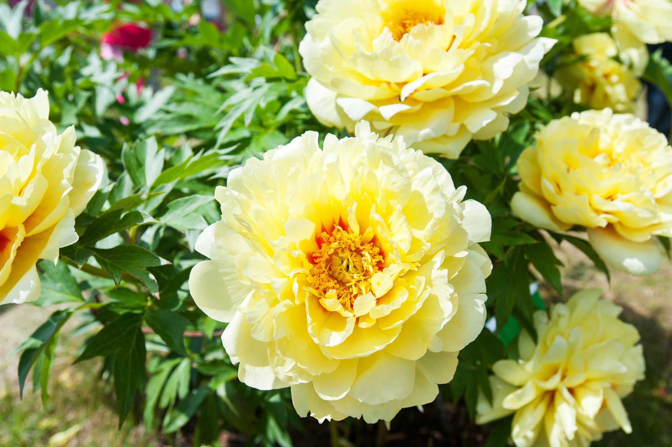 Bartzella-the-Yellow-Peony—Longfield-Gardens