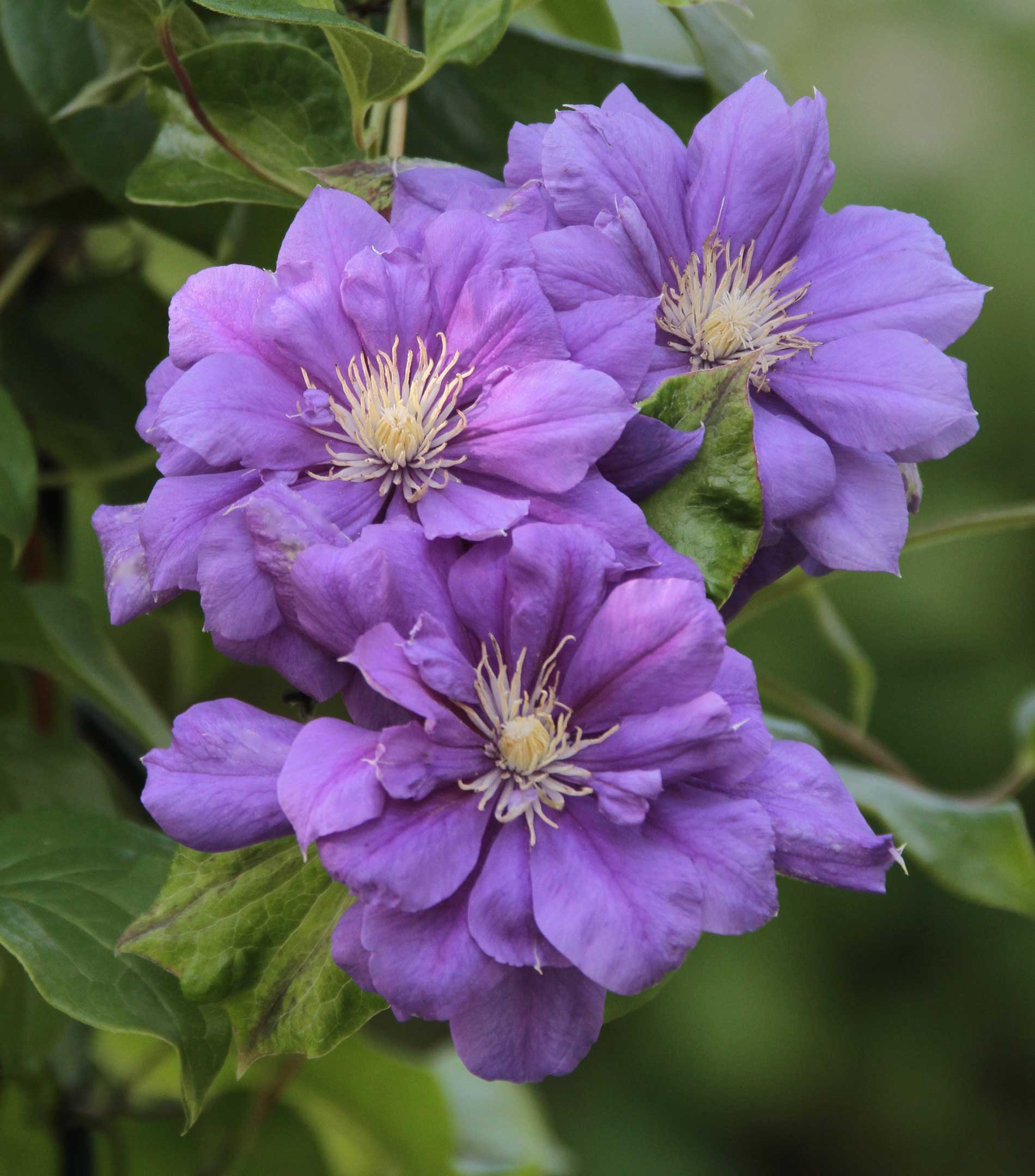 Give Your Garden a Lift With Clematis - Longfield Gardens