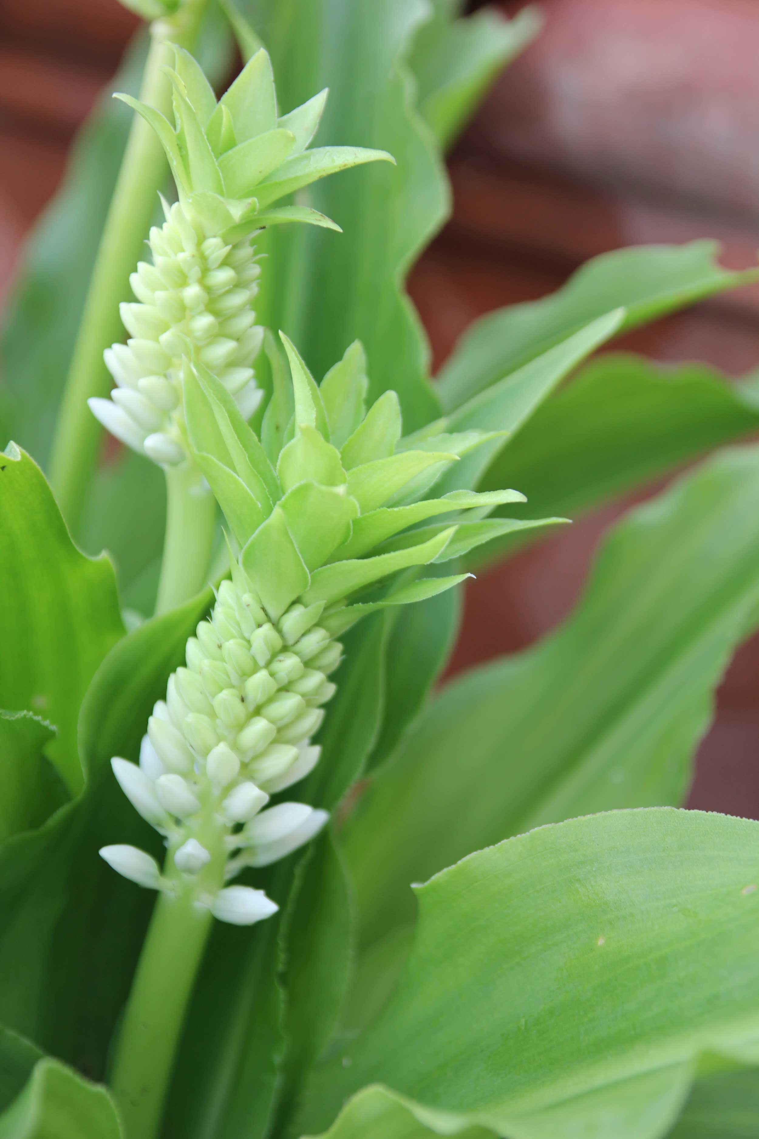 Eucomis Pineapple Lilies for Your Patio—Longfield-Gardens
