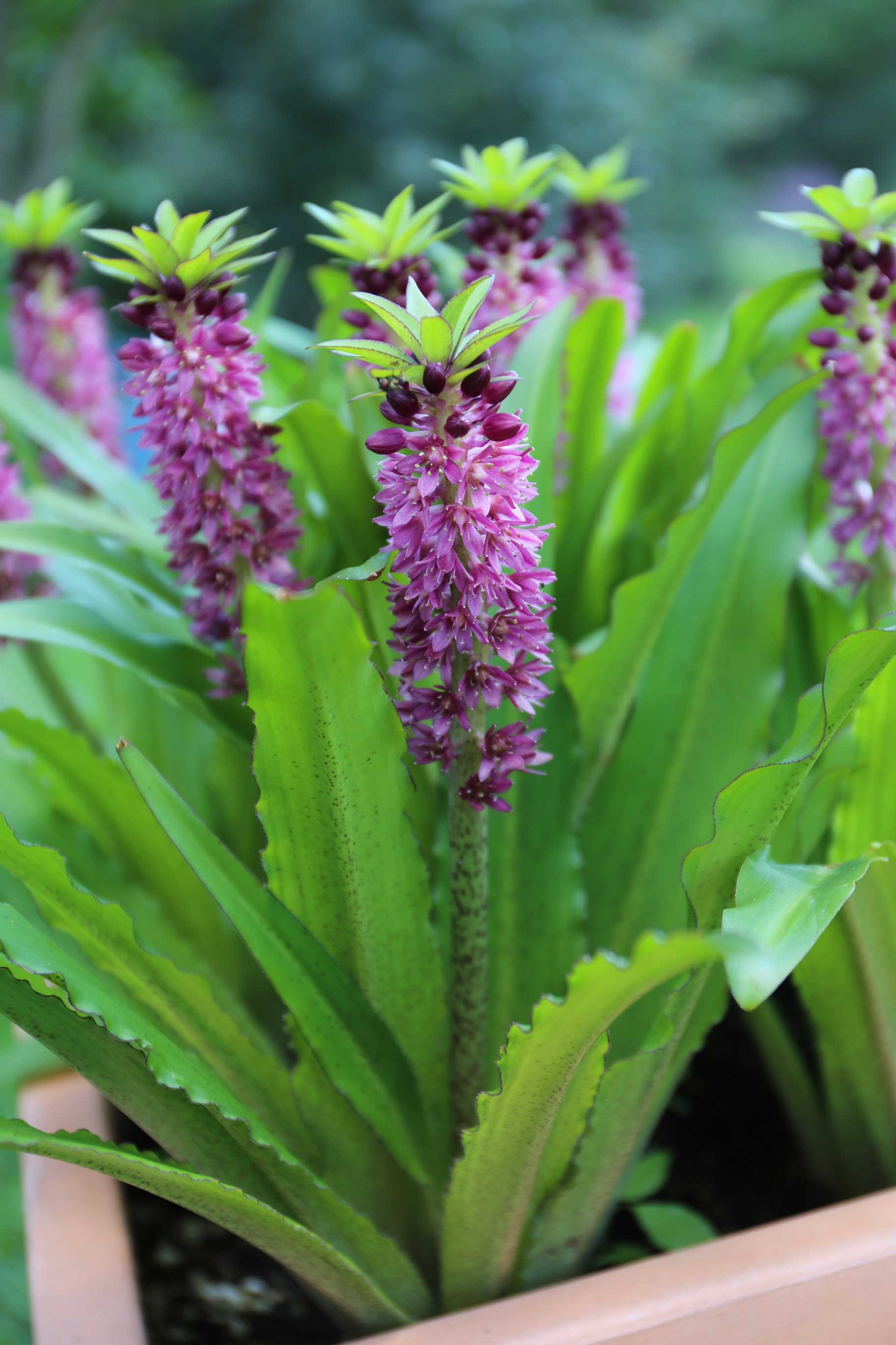 Eucomis Pineapple Lilies for Your Patio—Longfield-Gardens