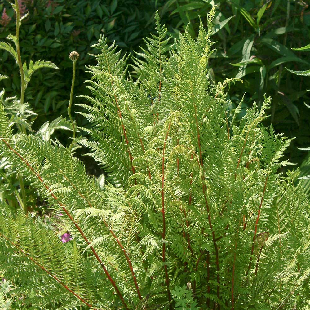 Landscaping With Ferns - Longfield Gardens