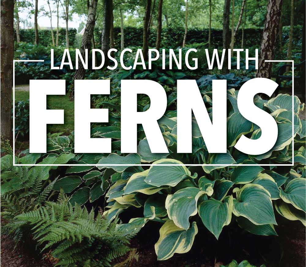 Garden Design With Ferns : Fern Tastic Landscaping With Ferns Bobby K