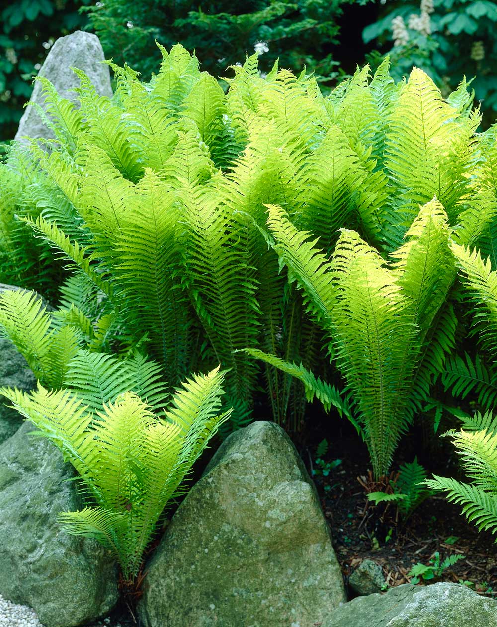 Landscaping With Ferns - Longfield Gardens