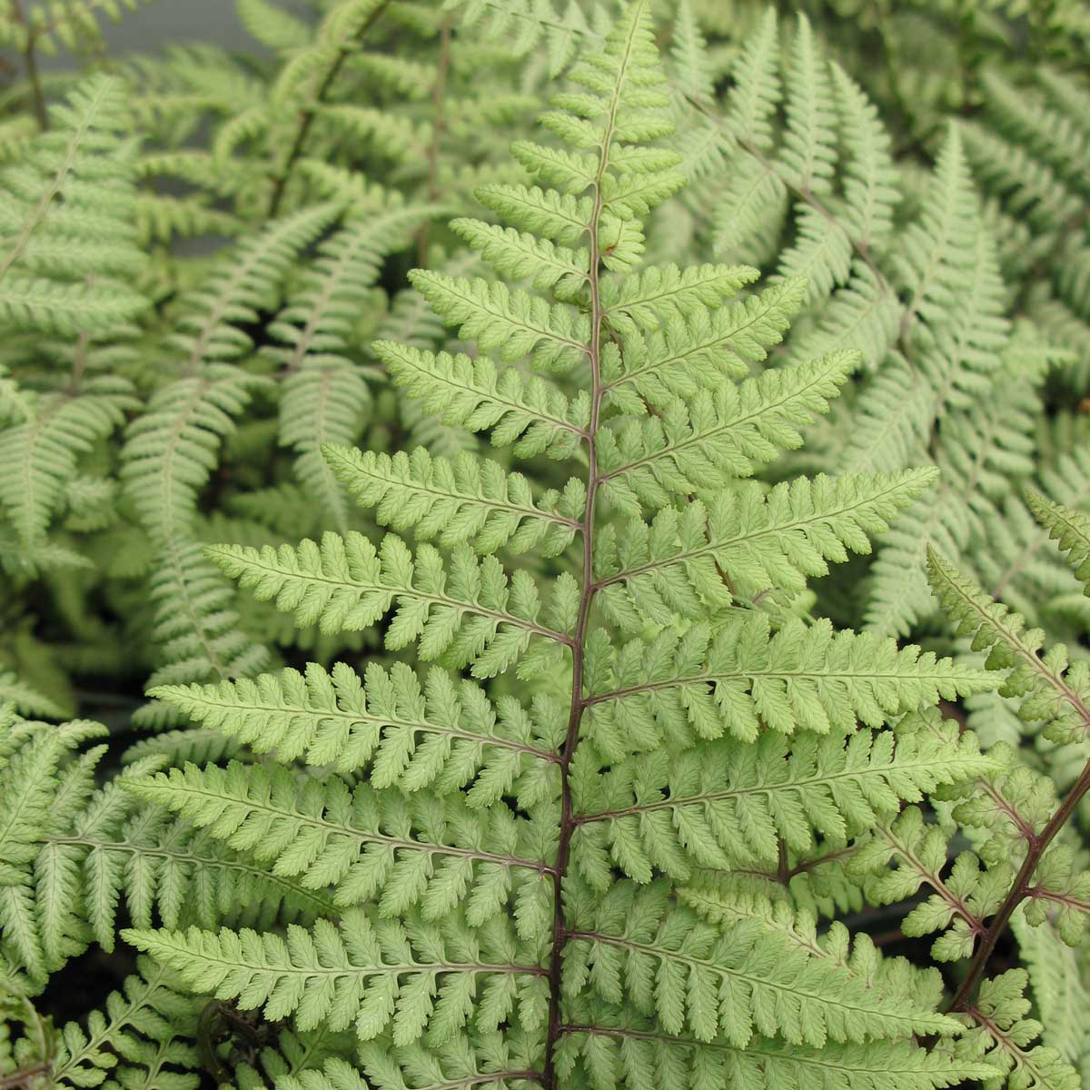 Landscaping With Ferns - Longfield Gardens