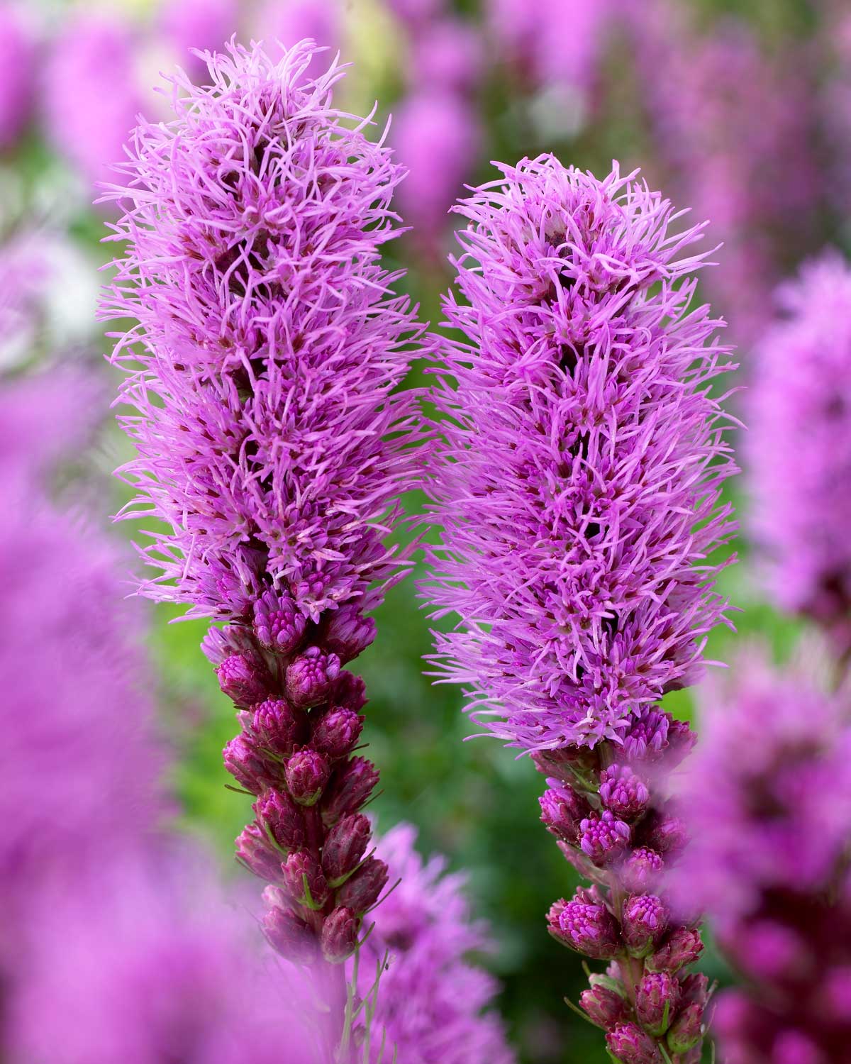 Attract Butterflies to Your Garden With Liatris - Longfield Gardens