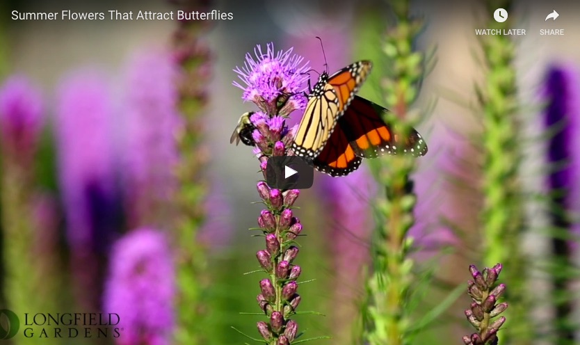 Attract Butterflies to Your Garden With Liatris - Longfield Gardens