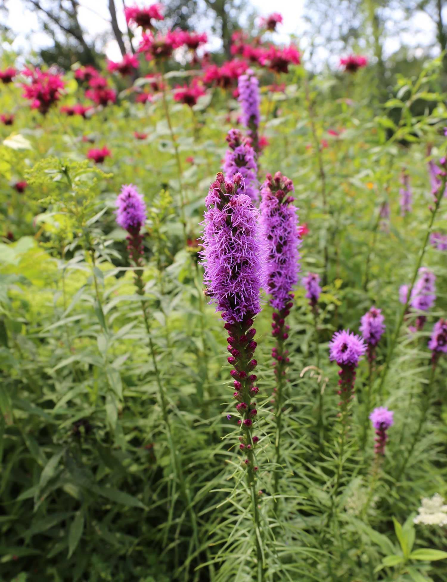 Attract Butterflies to Your Garden With Liatris - Longfield Gardens