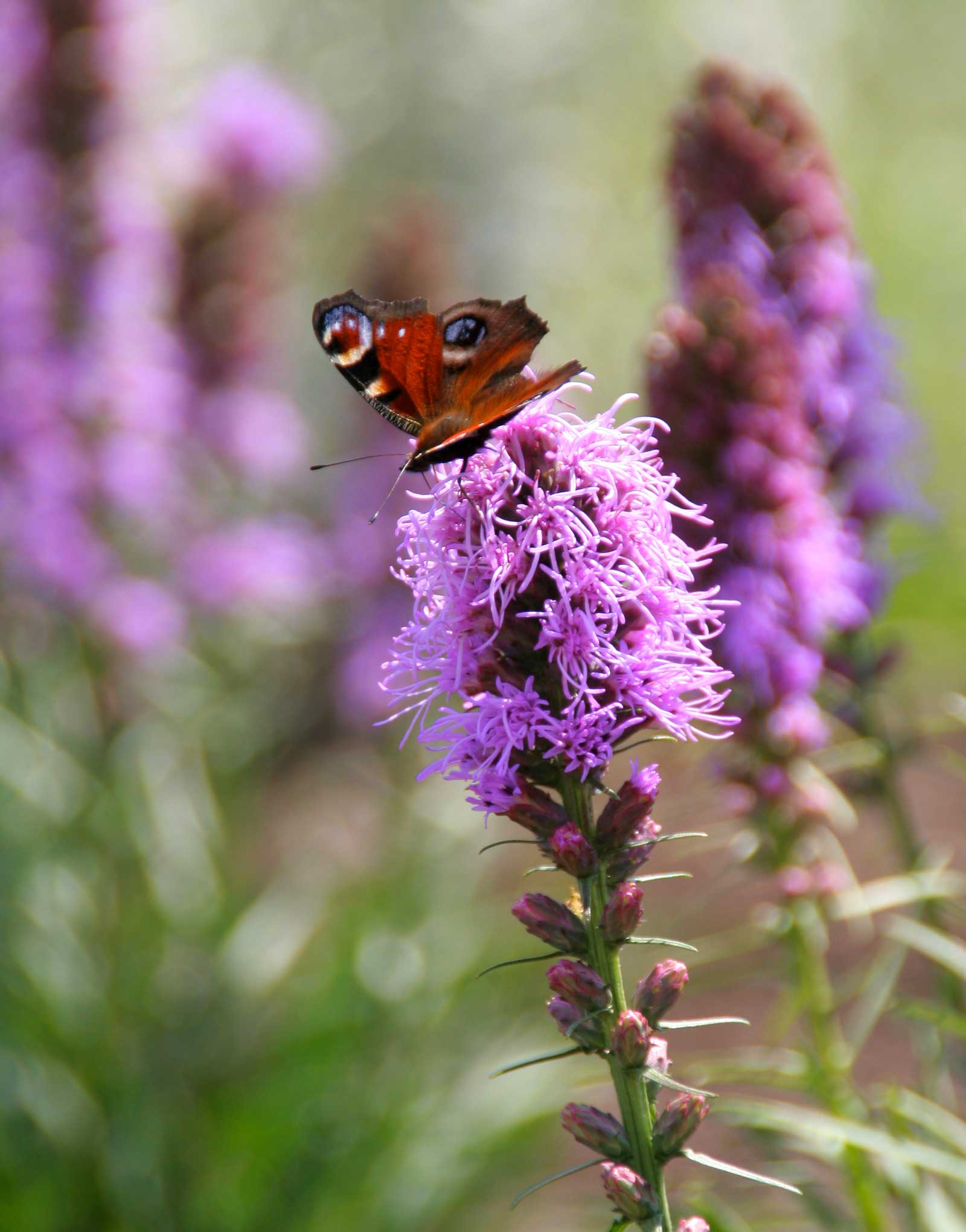 Attract Butterflies to Your Garden With Liatris - Longfield Gardens