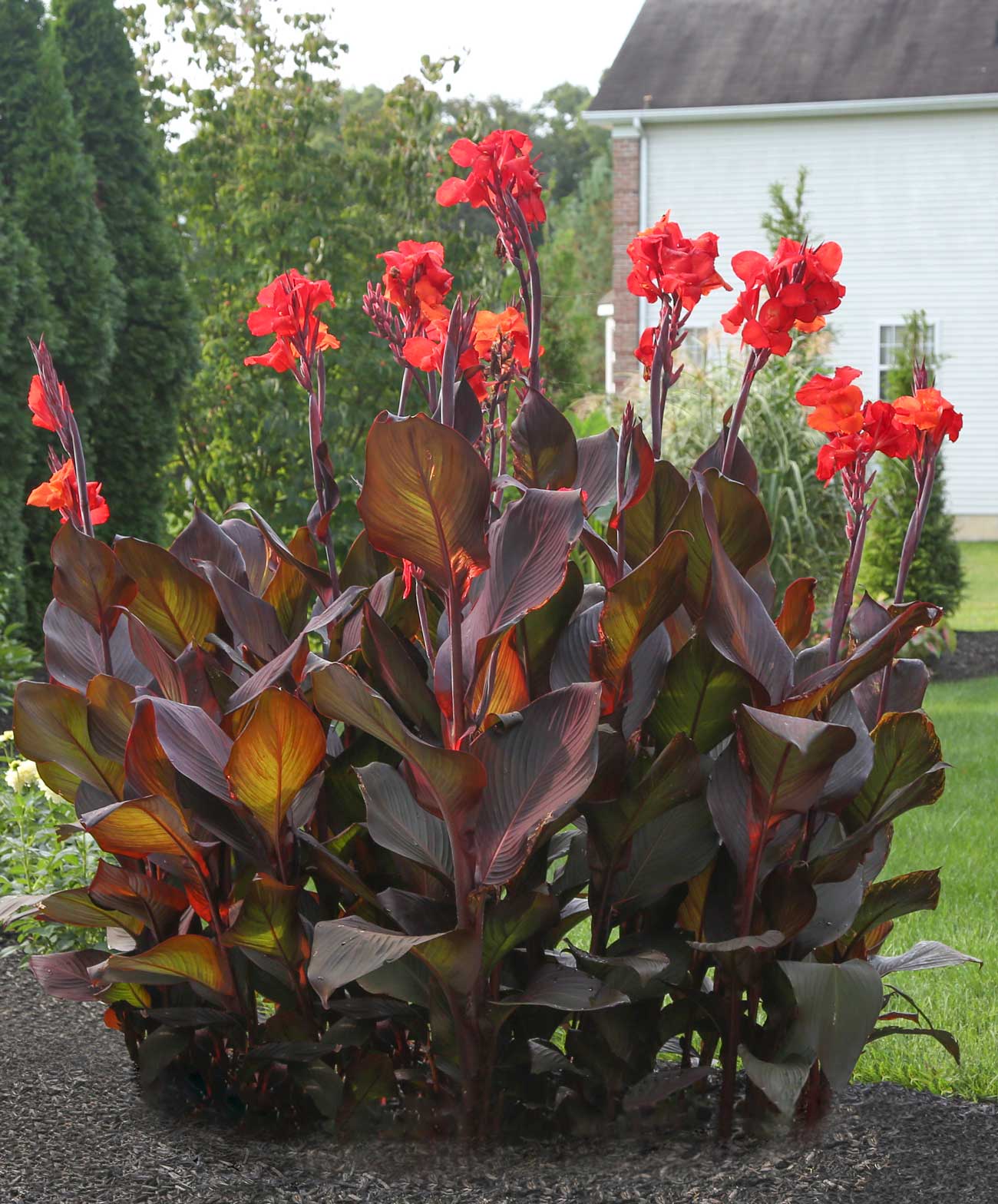 Fresh Ideas for Growing Cannas in Your Garden—Longfield-Gardens