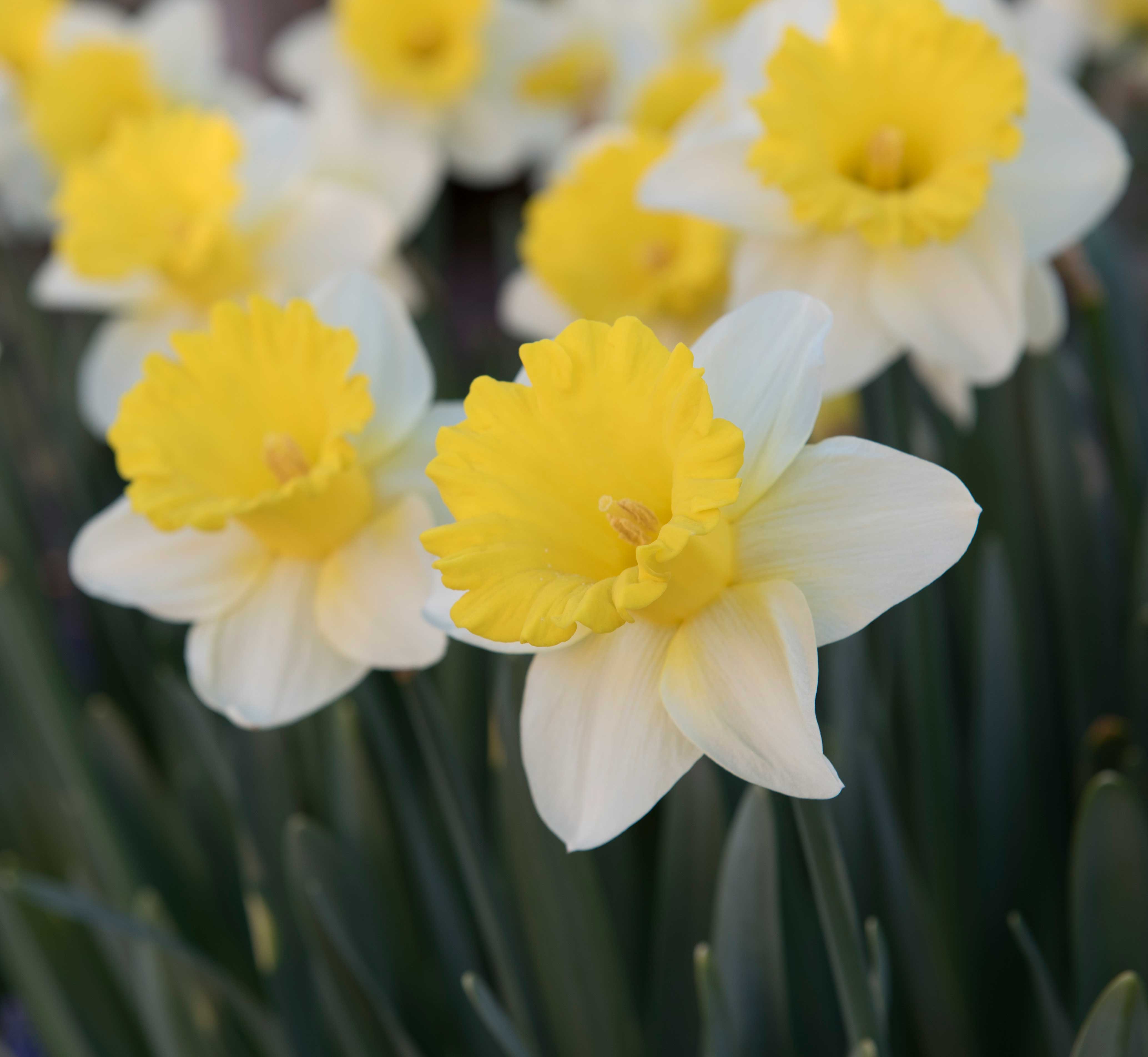 Daffodil-Goblet—Longfield-Gardens