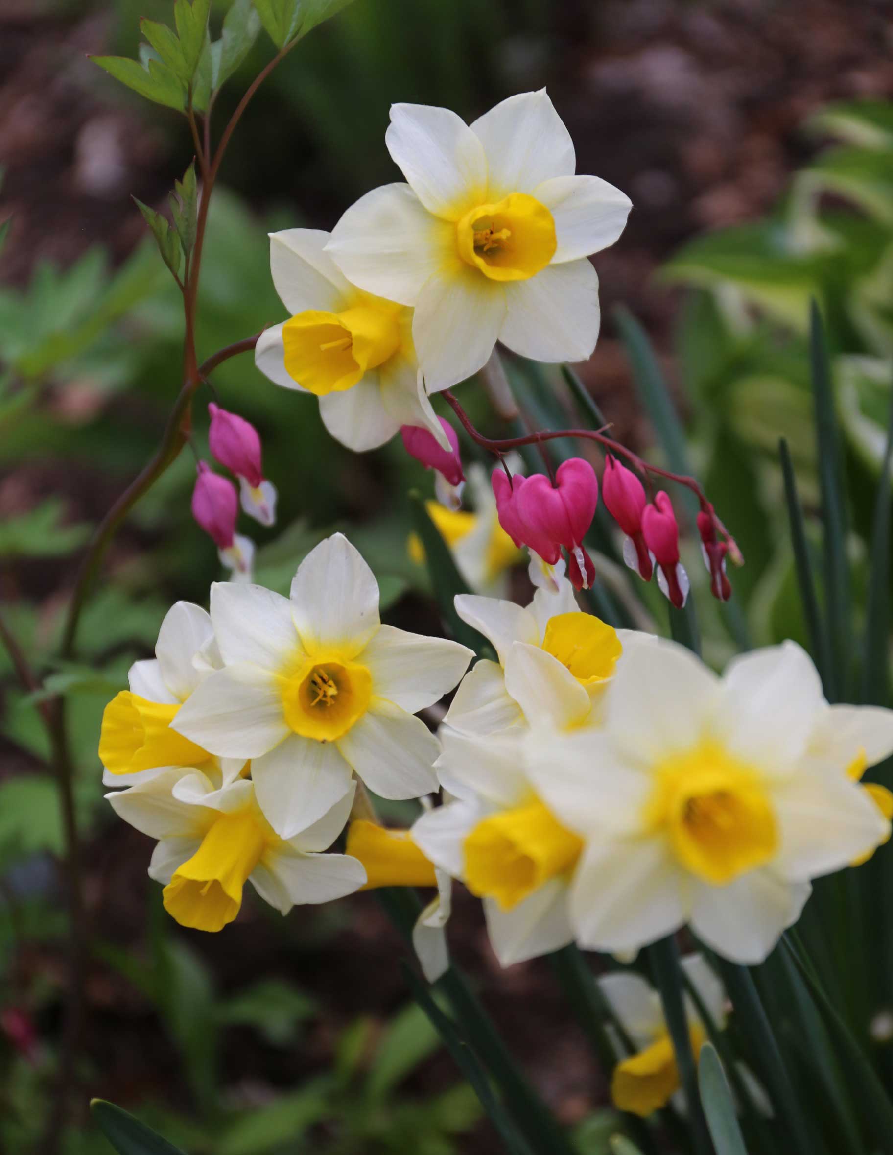 Daffodil-Golden-Echo - Longfield Gardens