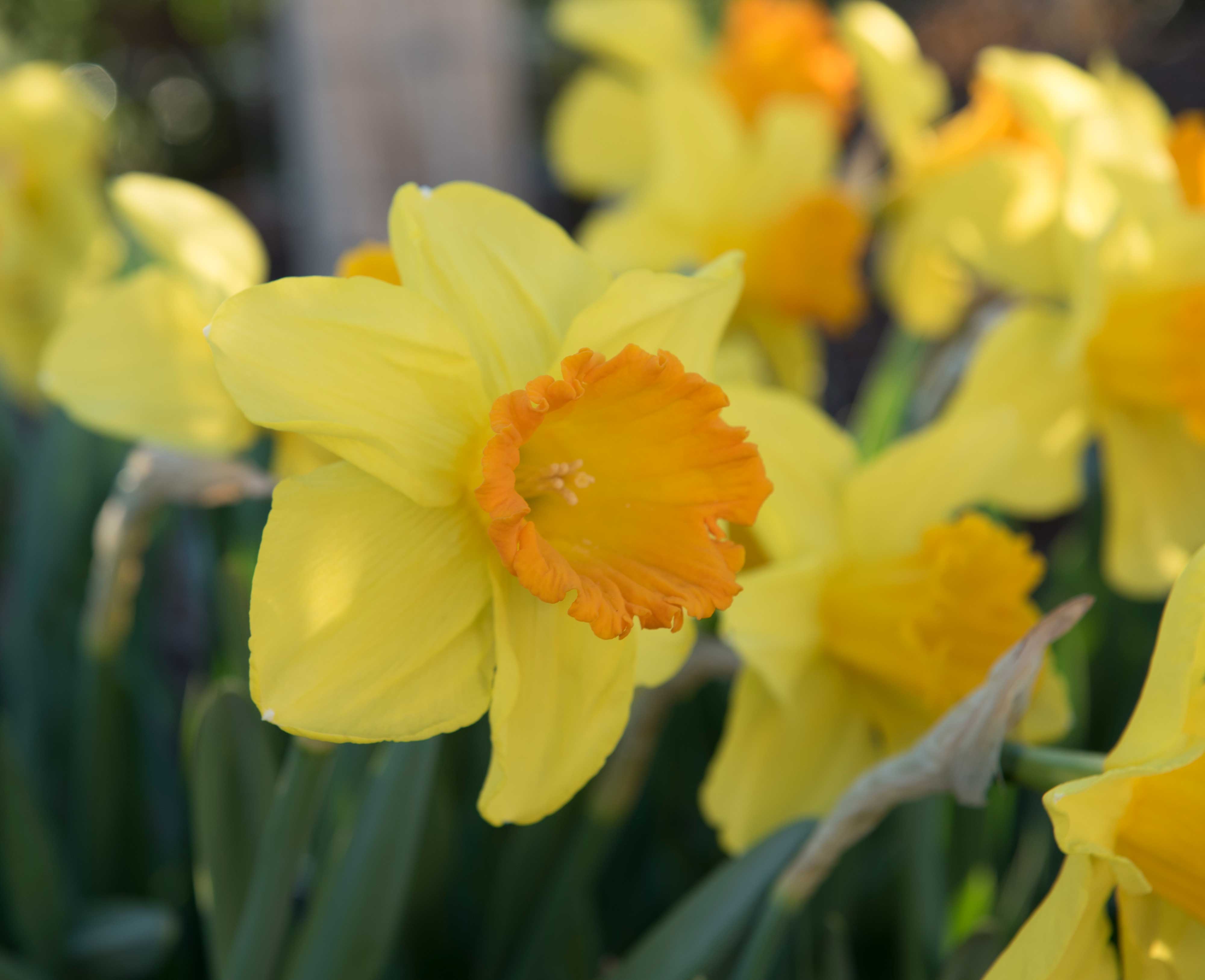 Daffodil-Orange-Progress - Longfield Gardens
