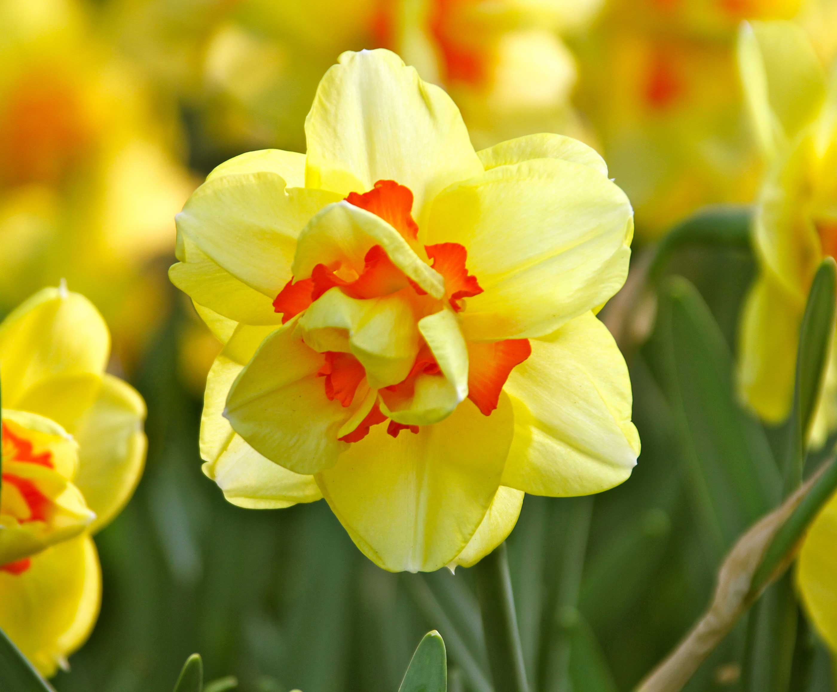 Daffodil-Tahiti—Longfield-Gardens