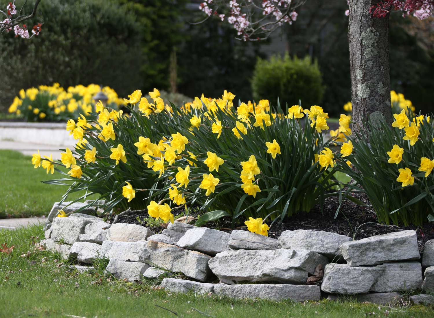 Yellow Trumpet Daffodils—Longfield-Gardens