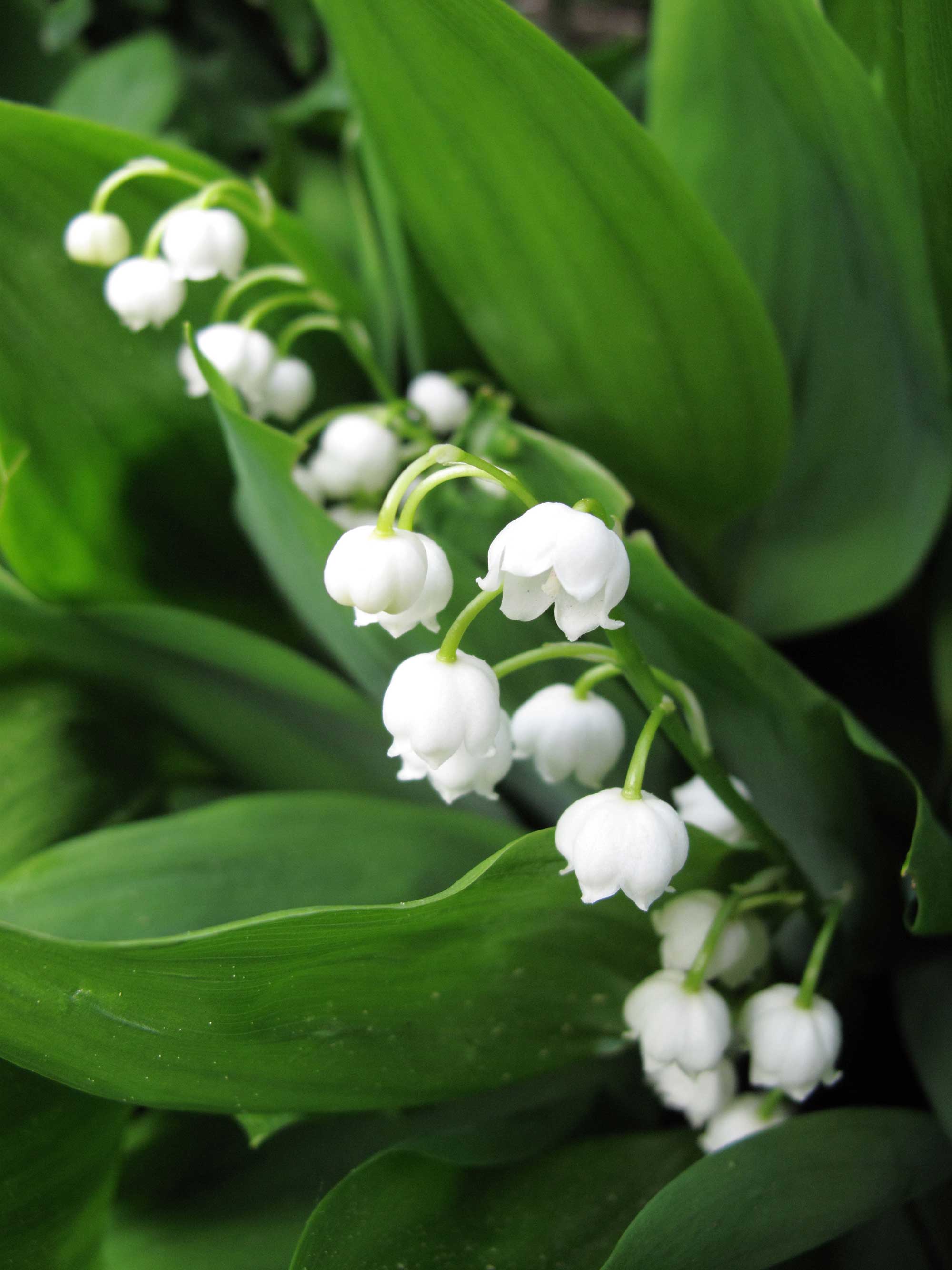 Growing Lily of the Valley - Longfield-Gardens