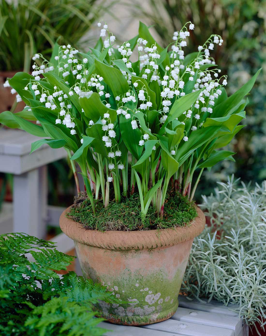 SPRING IN THE GARDEN: Lily of the valley is steeped in history and