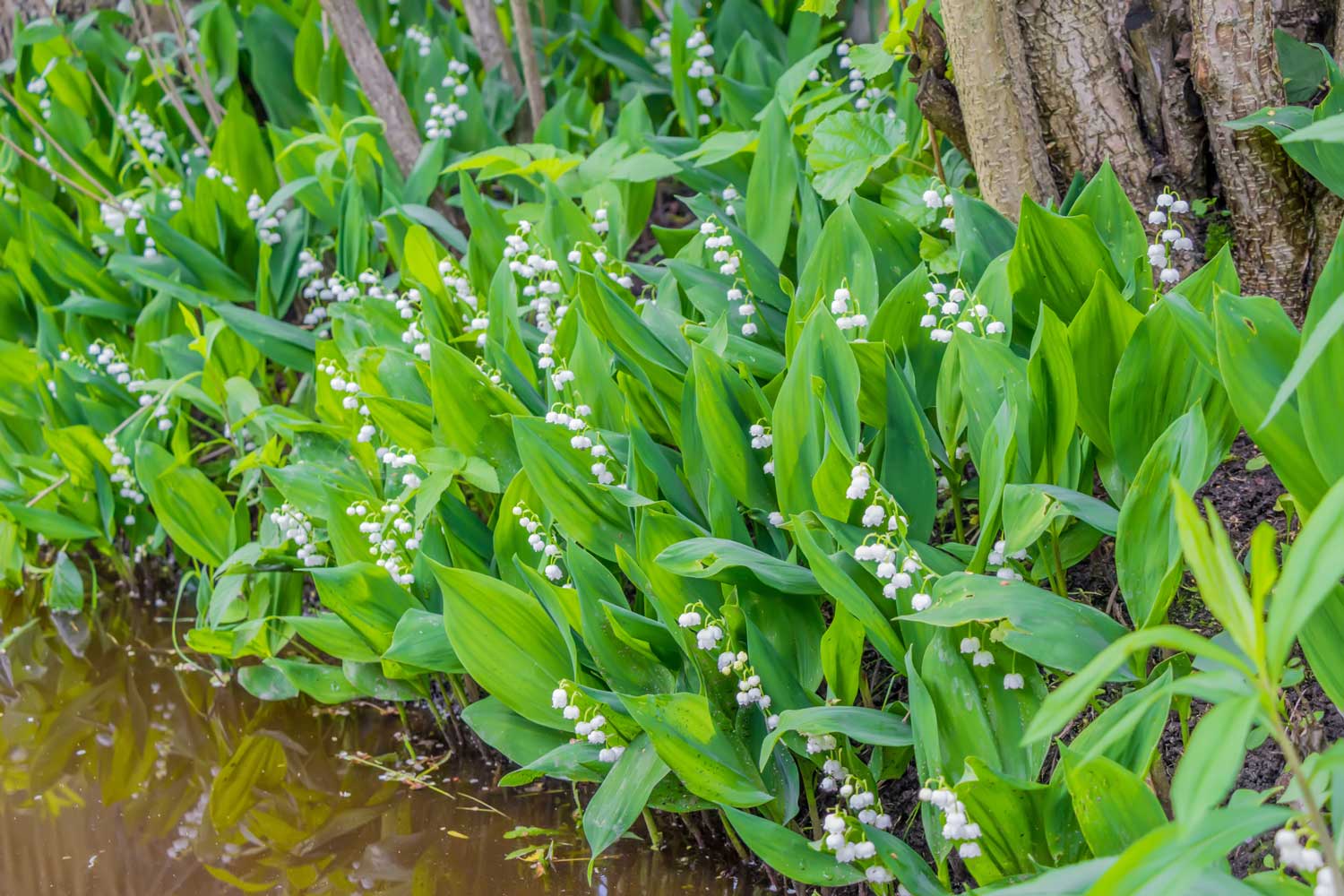 SPRING IN THE GARDEN: Lily of the valley is steeped in history and