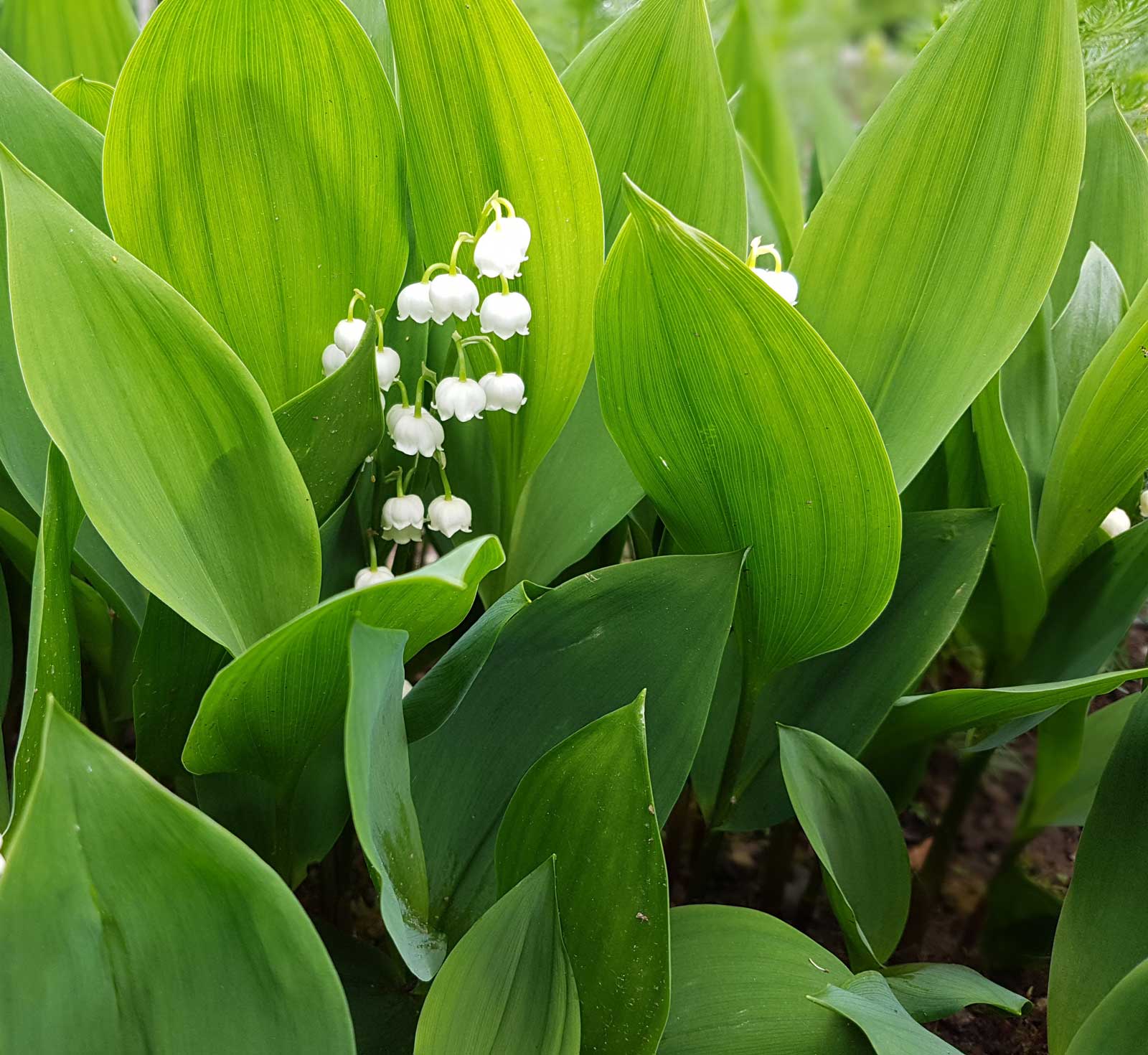 Lista 20+ Foto lily-of-the-valley Mirada tensa