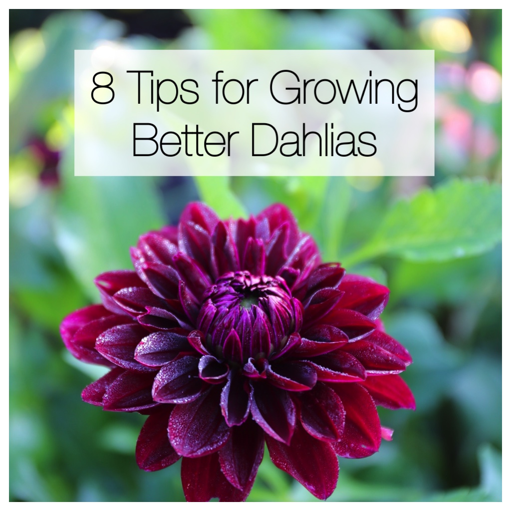 8 tips for growing better dahlias - Longfield Gardens