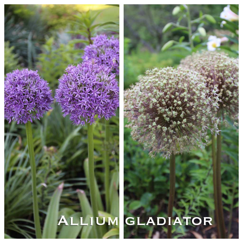 Another Reason to Love Alliums - Longfield-Gardens