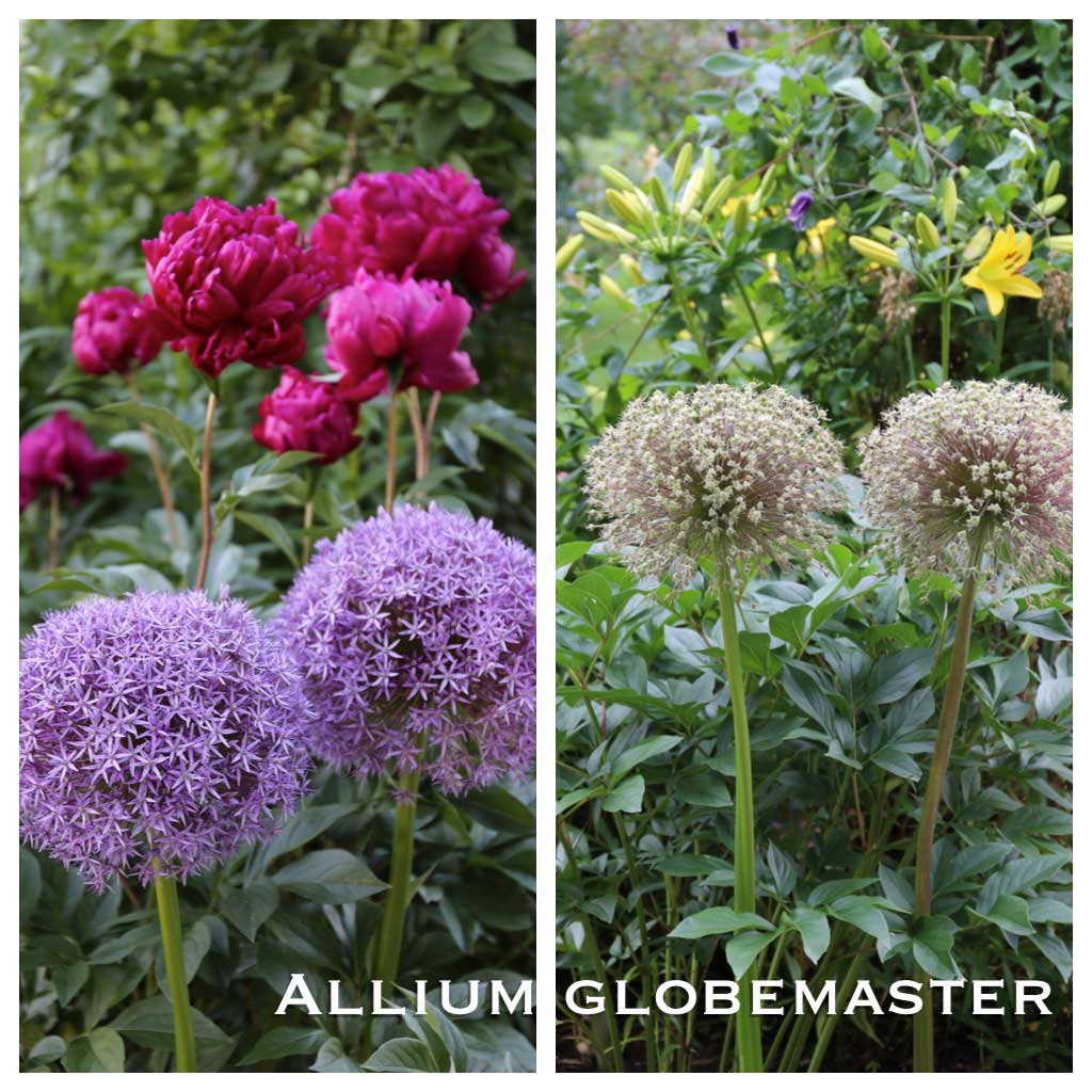 Another Reason to Love Alliums - Longfield-Gardens