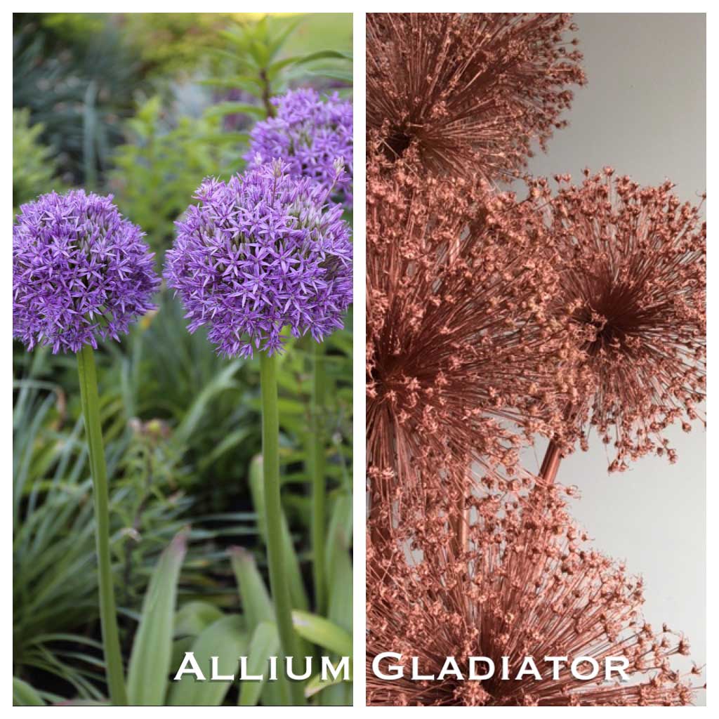 Another Reason to Love Alliums - Longfield-Gardens
