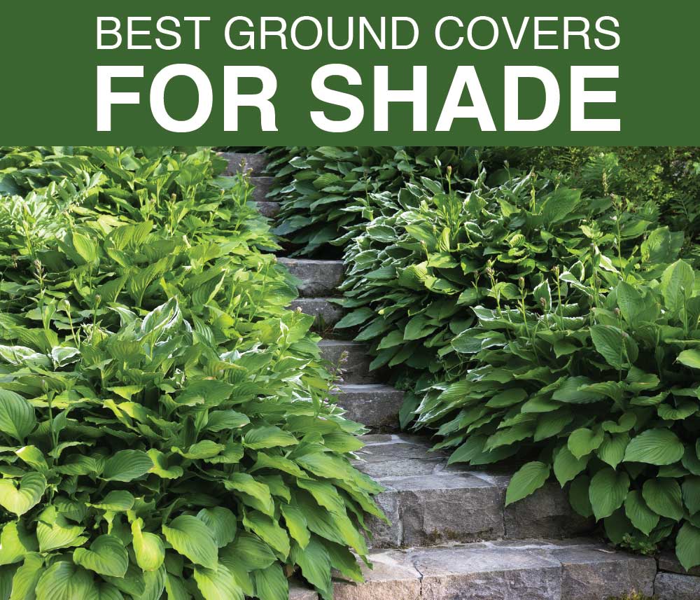 ground cover for shade