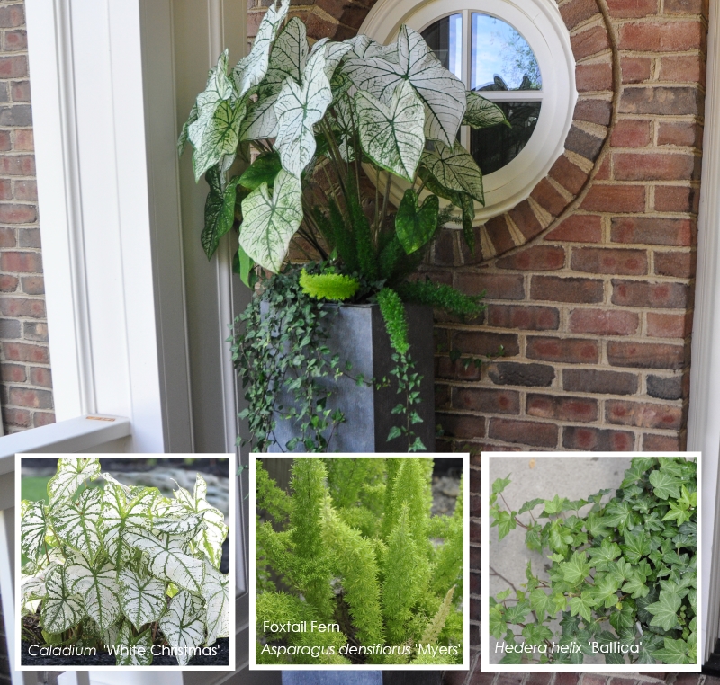High Impact Container Gardens - Longfield Gardens