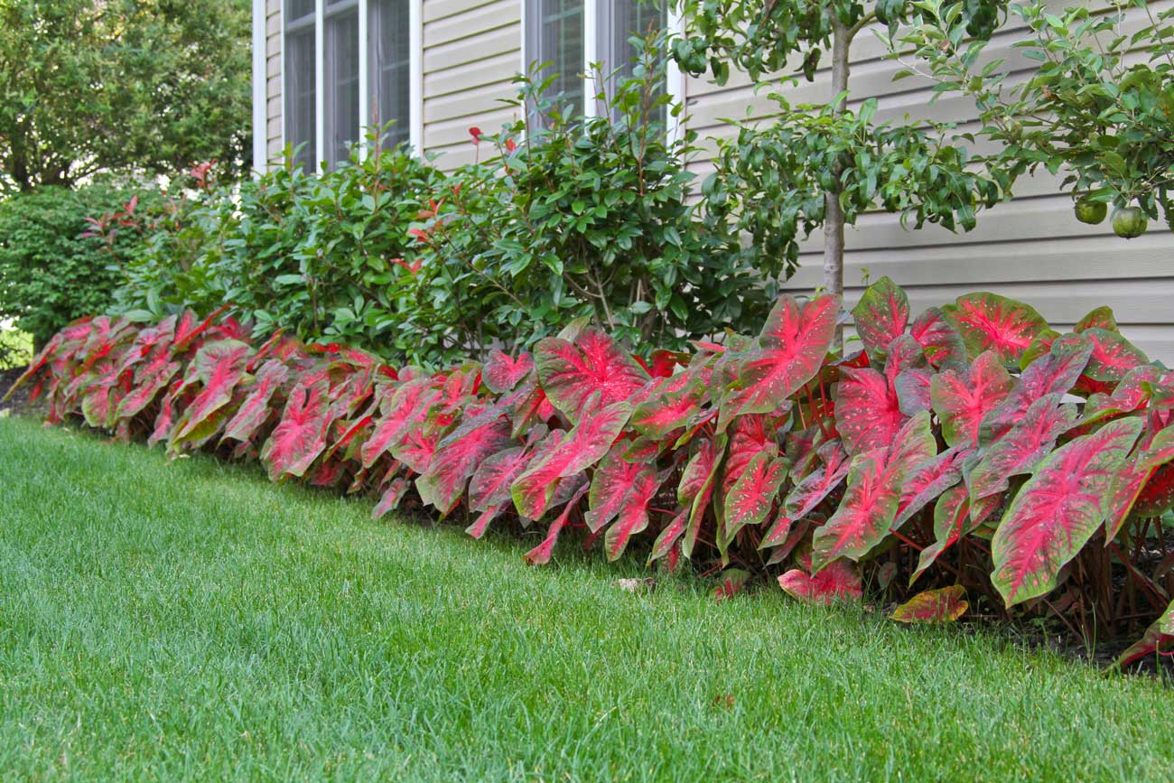 Landscaping Made Easy With Caladiums —Longfield-Gardens