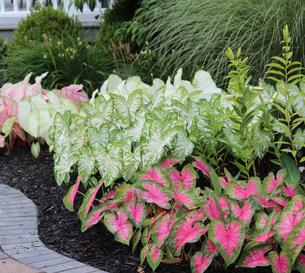 Landscaping Made Easy With Caladiums —Longfield-Gardens