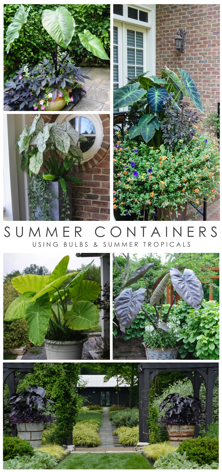 Summer Container Gardens - Longfield Gardens
