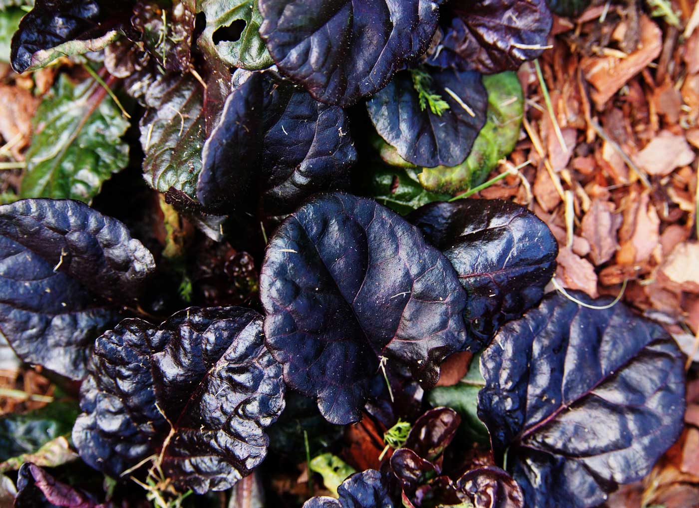 Best Ground Covers for Shade - Longfield Gardens