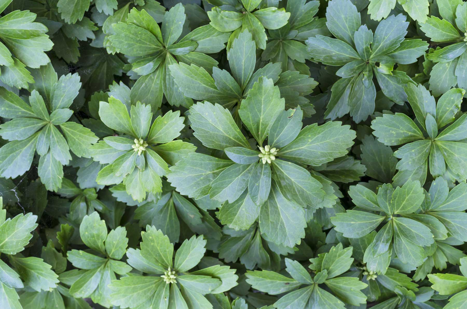 best ground covers for shade - Longfield Gardens