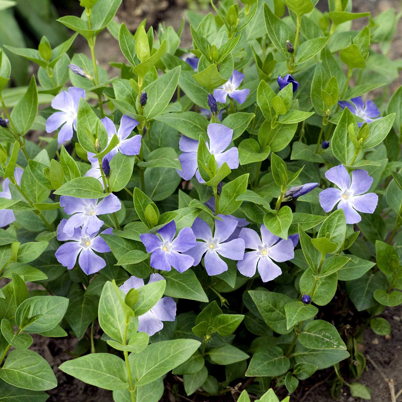 best-ground-covers-for-shade-longfield-gardens