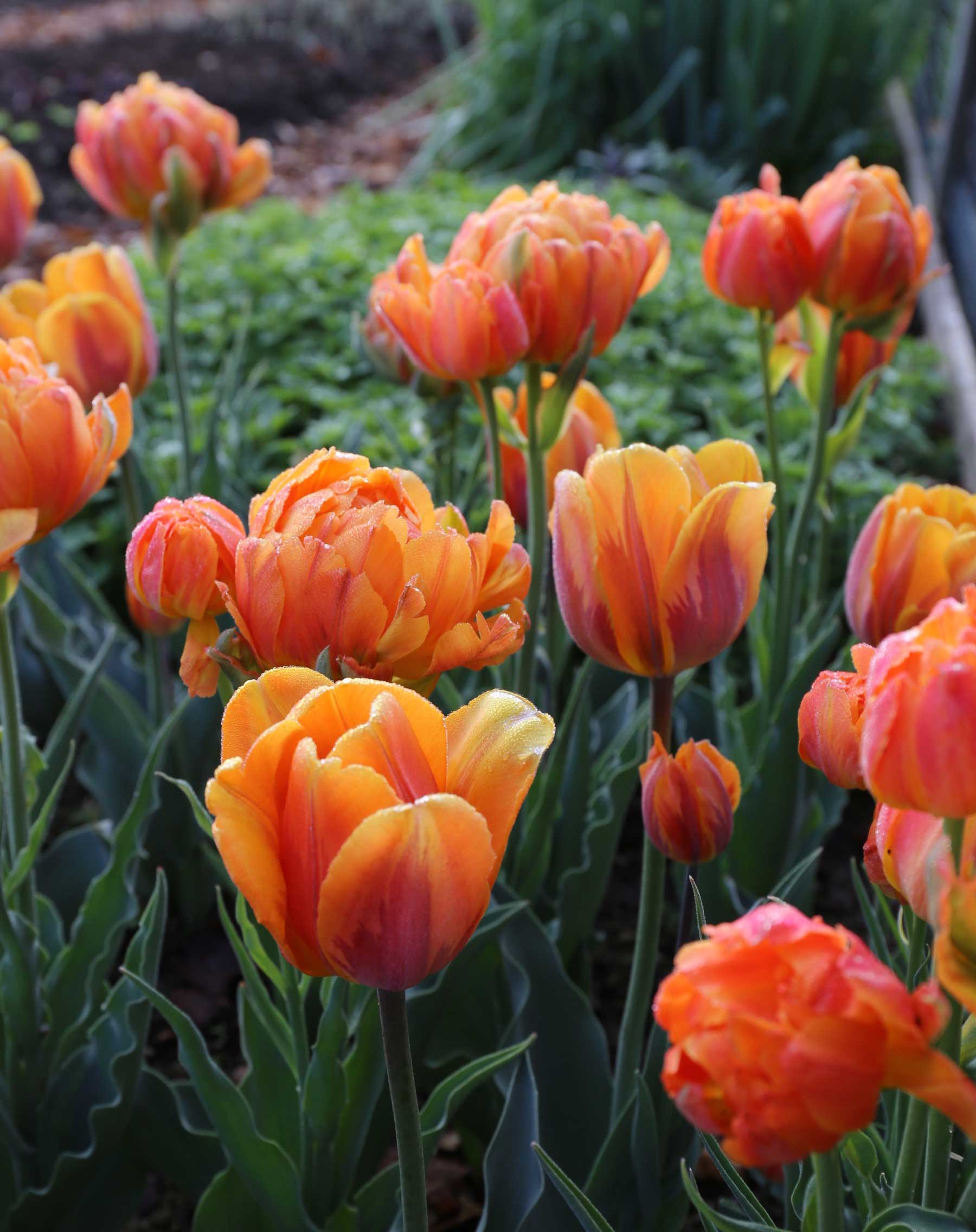 How Was Your Spring Bulb Garden - Longfield Gardens