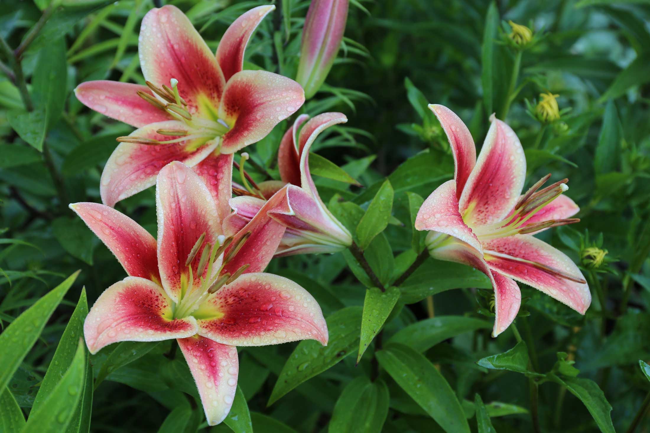 8-Tips-for-Growing-Better-Lilies-Longfield-Gardens
