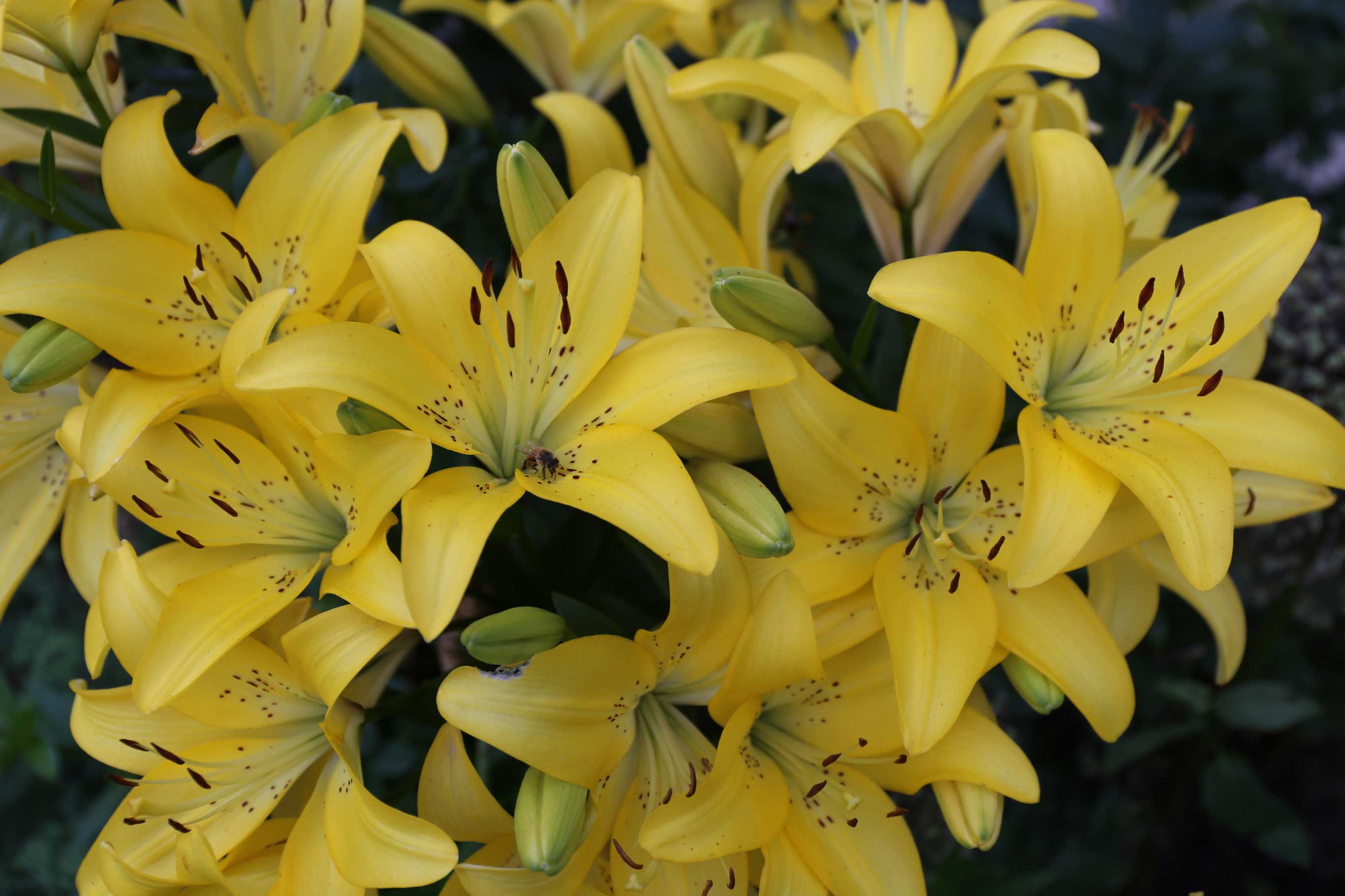 8-Tips-for-Growing-Better -Lilies–Longfield-Gardens