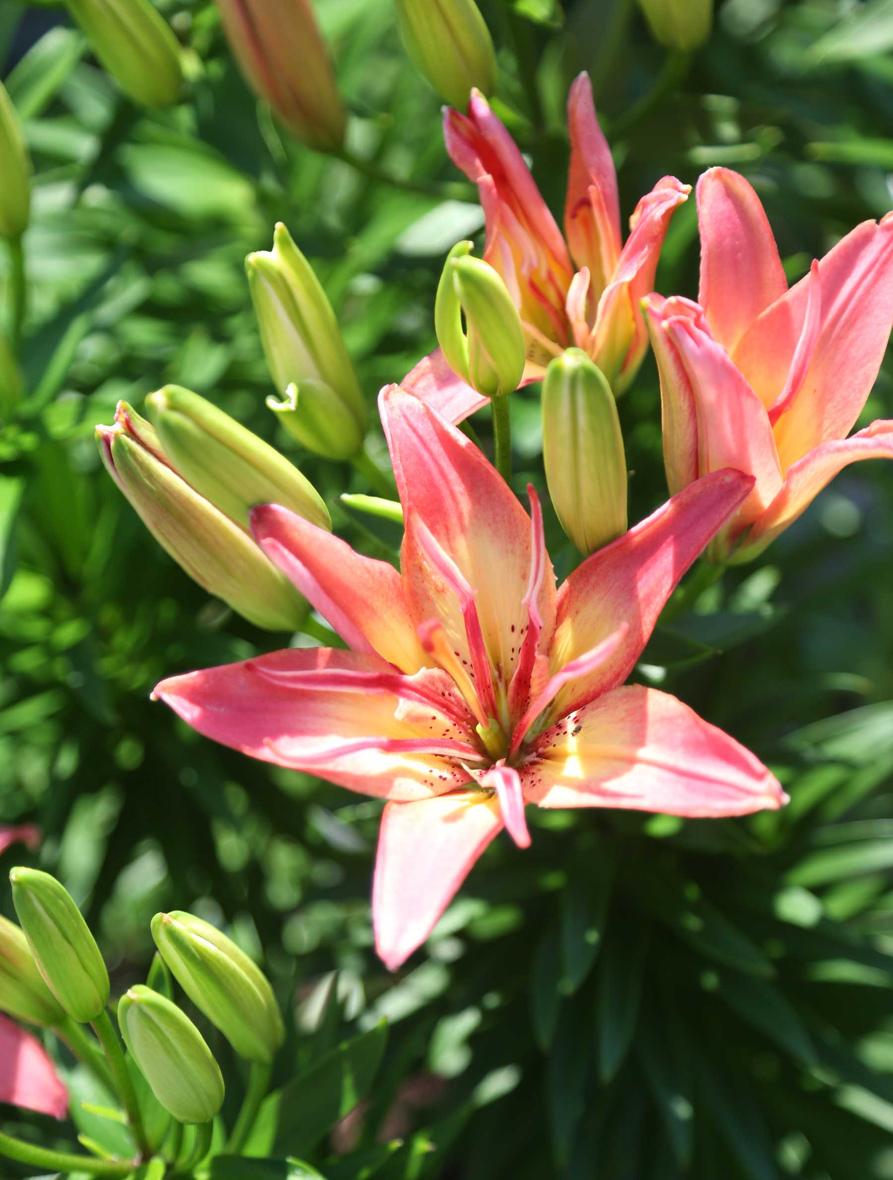 8-Tips-for-Growing-Better-Lilies—Longfield-Gardens